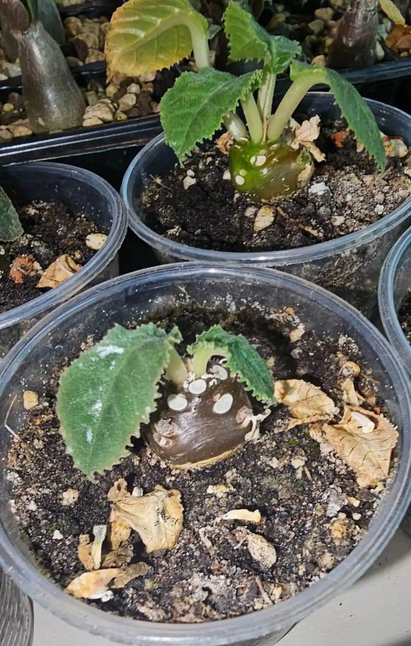 Саженцы Дорстении - суккулентное растение