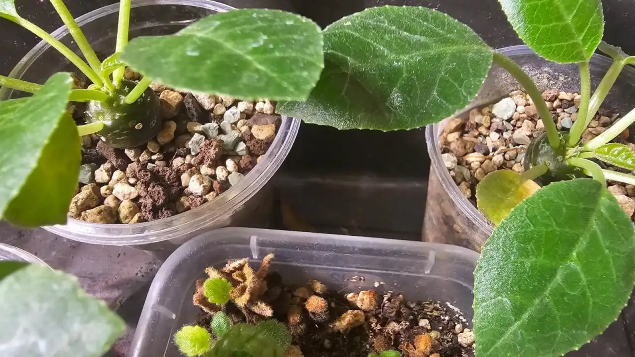 Саженцы Дорстении - суккулентное растение