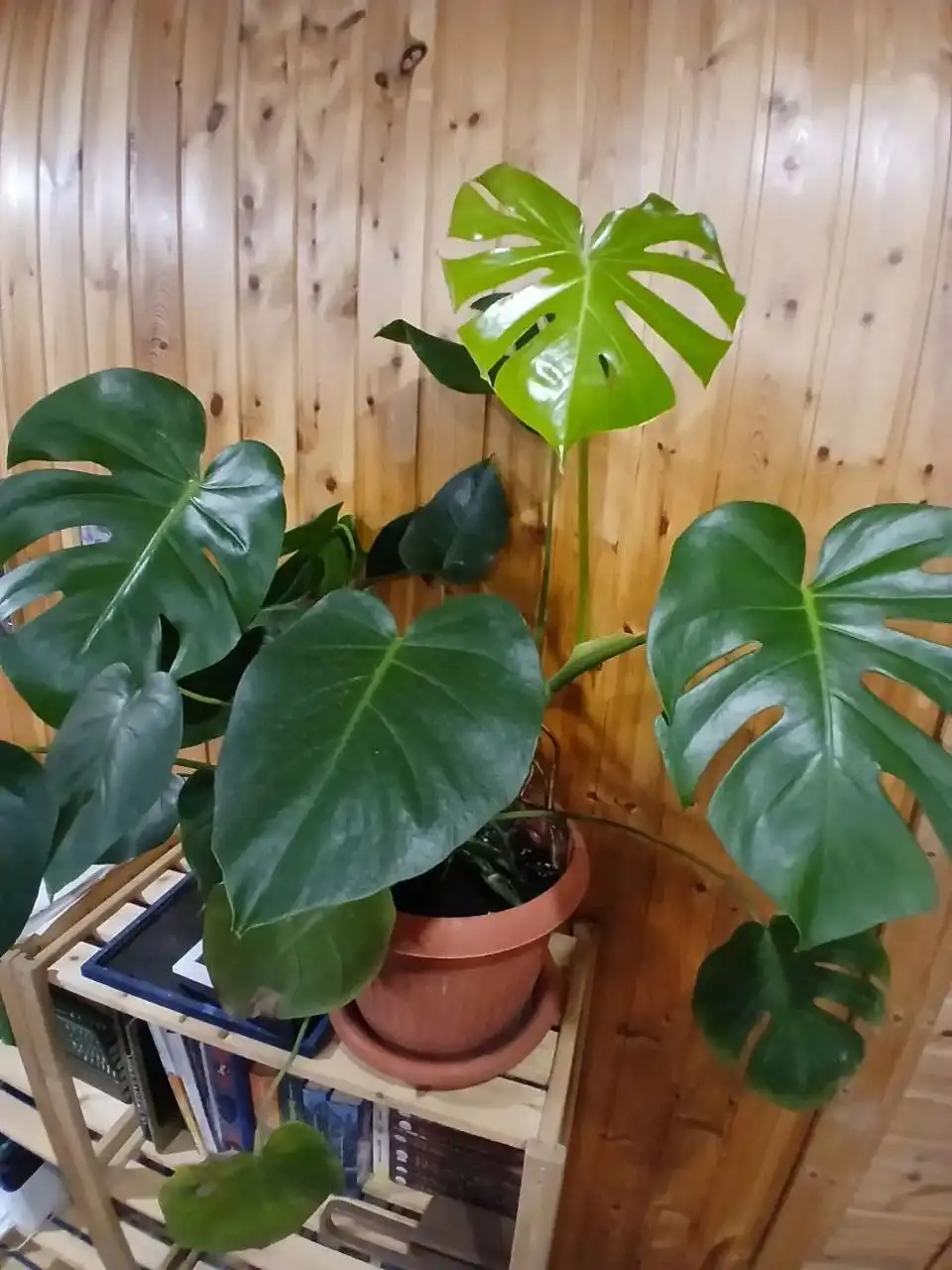 Продажа комнатных растений в Ставрополе - Комнатные растения (Хобби и отдых) в Ставрополь