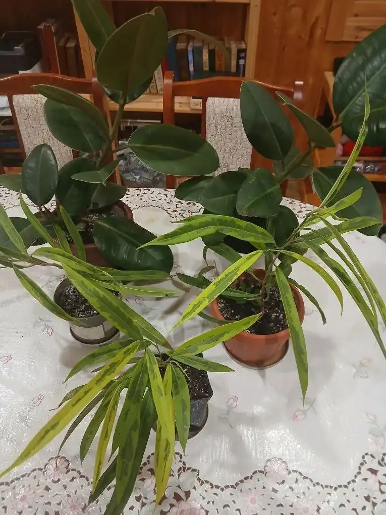 Продажа комнатных растений в Ставрополе - Комнатные растения (Хобби и отдых) в Ставрополь