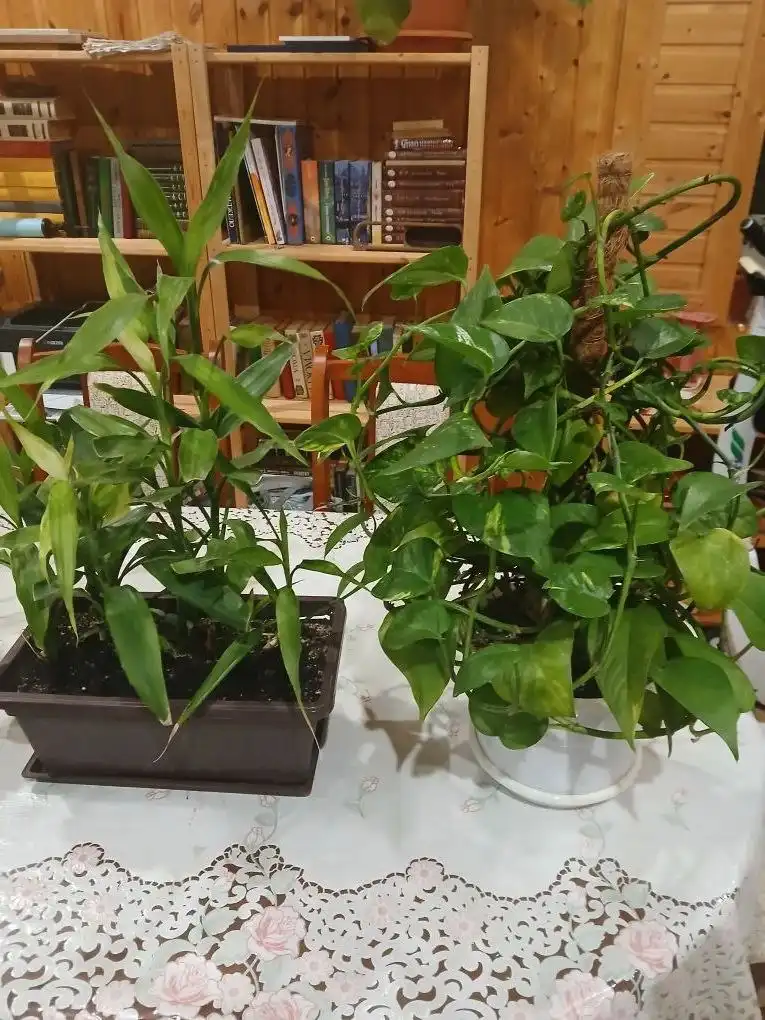 Продажа комнатных растений в Ставрополе - Комнатные растения (Хобби и отдых) в Ставрополь