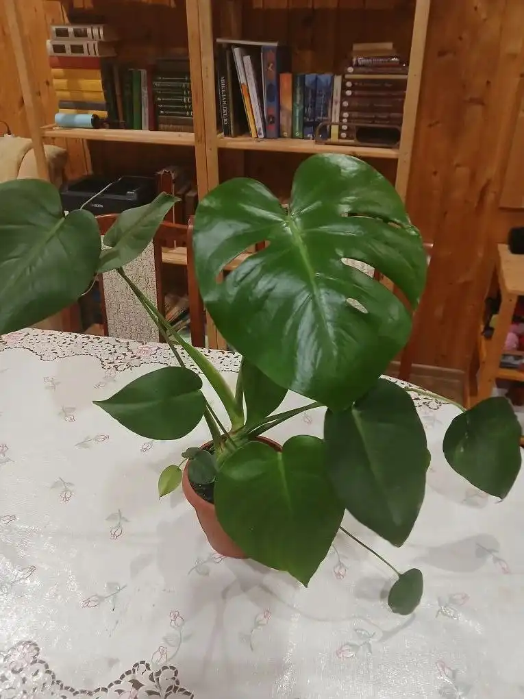 Продажа комнатных растений в Ставрополе - Комнатные растения (Хобби и отдых) в Ставрополь