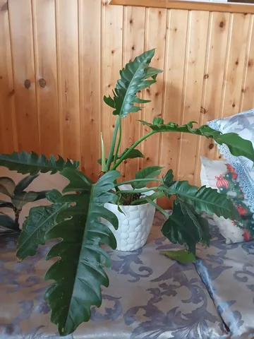 Филодендрон Нэрроу Эскейп - частное объявление в Ставрополь