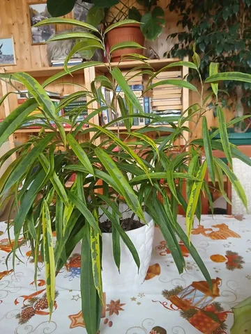 Фикус Али Амстел Грин Голд - частное объявление в Ставрополь