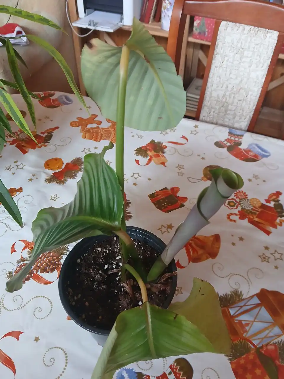 Калатея орбифолия