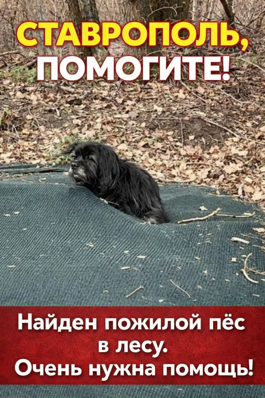 Найден пожилой пёс в лесу в Ставрополе - Собаки (Животные) в Ставрополь