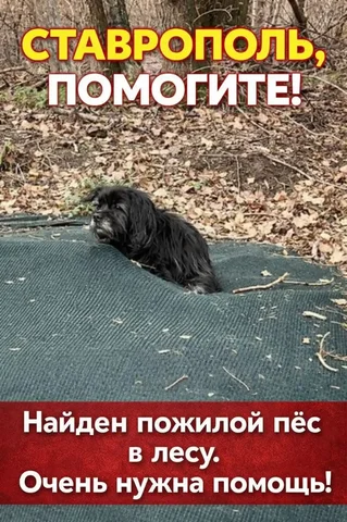 Найден пожилой пёс в лесу в Ставрополе - частное объявление в Ставрополь