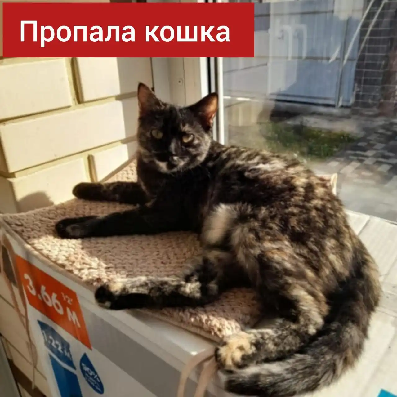 Потерялась кошка черепашкового окраса в Ставрополе - Потерянные животные (Животные) в Ставрополь