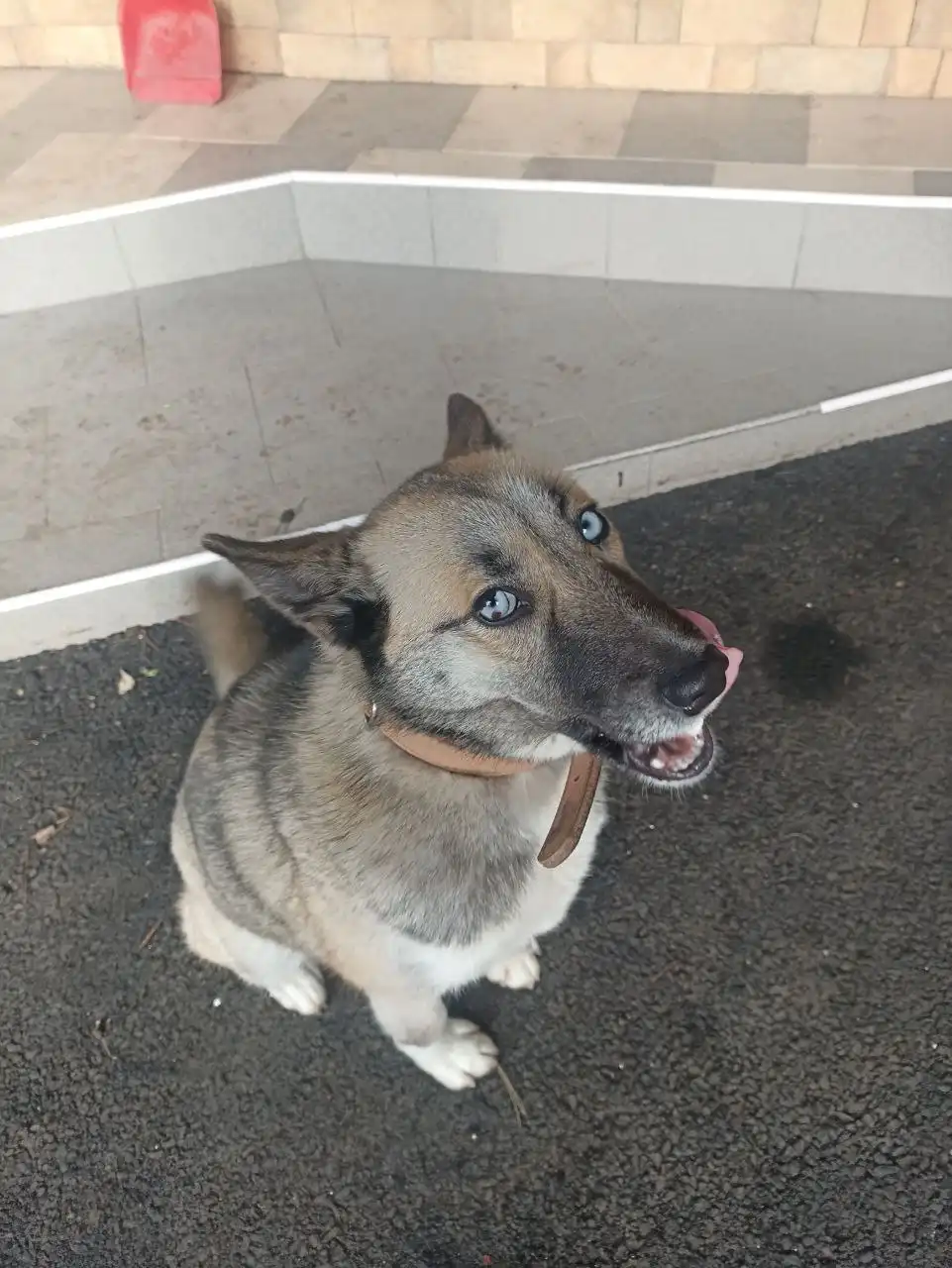 Пропала собака по кличке Руна в Ставрополе - Пропажа животных (Животные) в Ставрополь