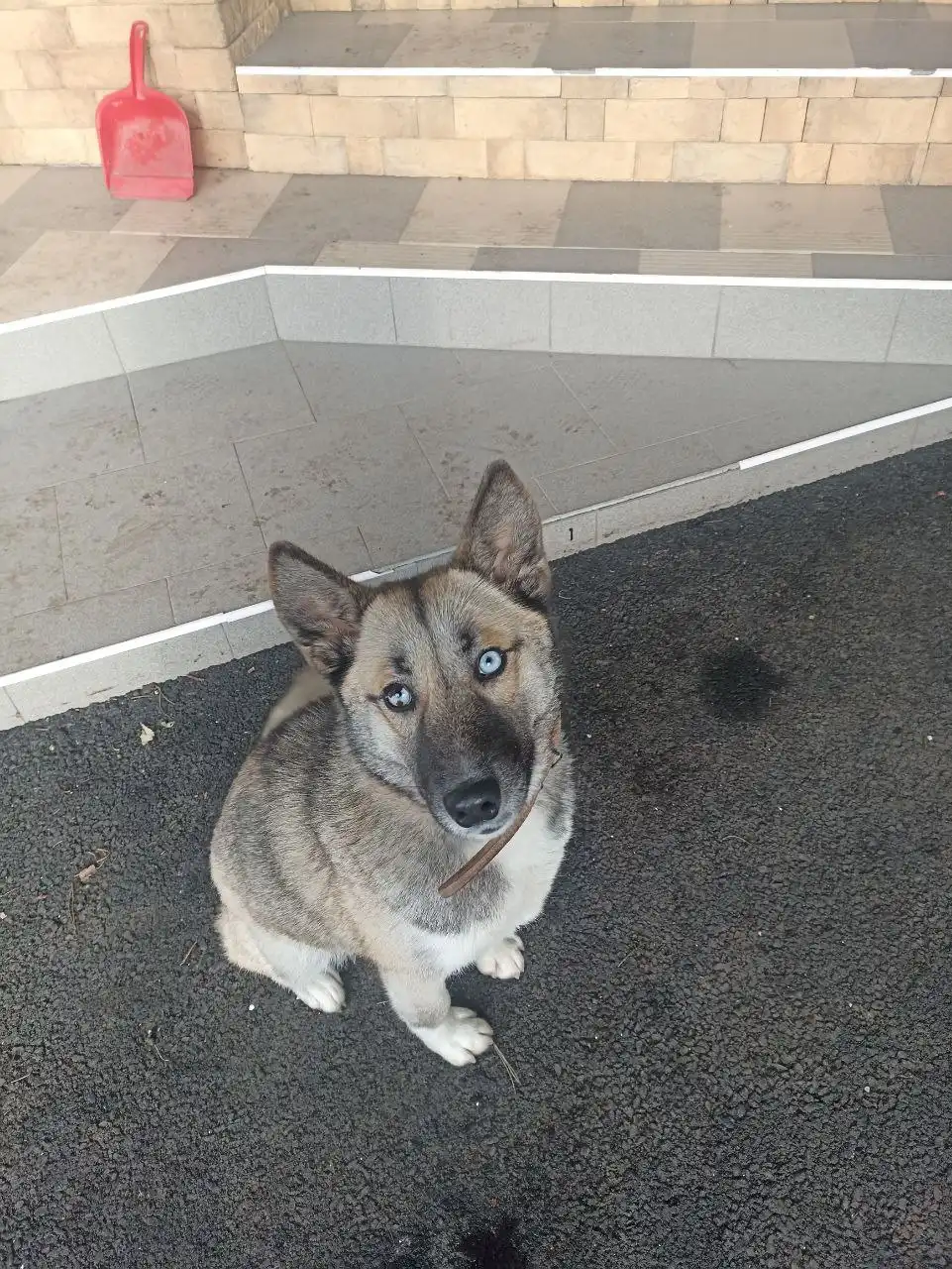 Пропала собака по кличке Руна в Ставрополе - Пропажа животных (Животные) в Ставрополь