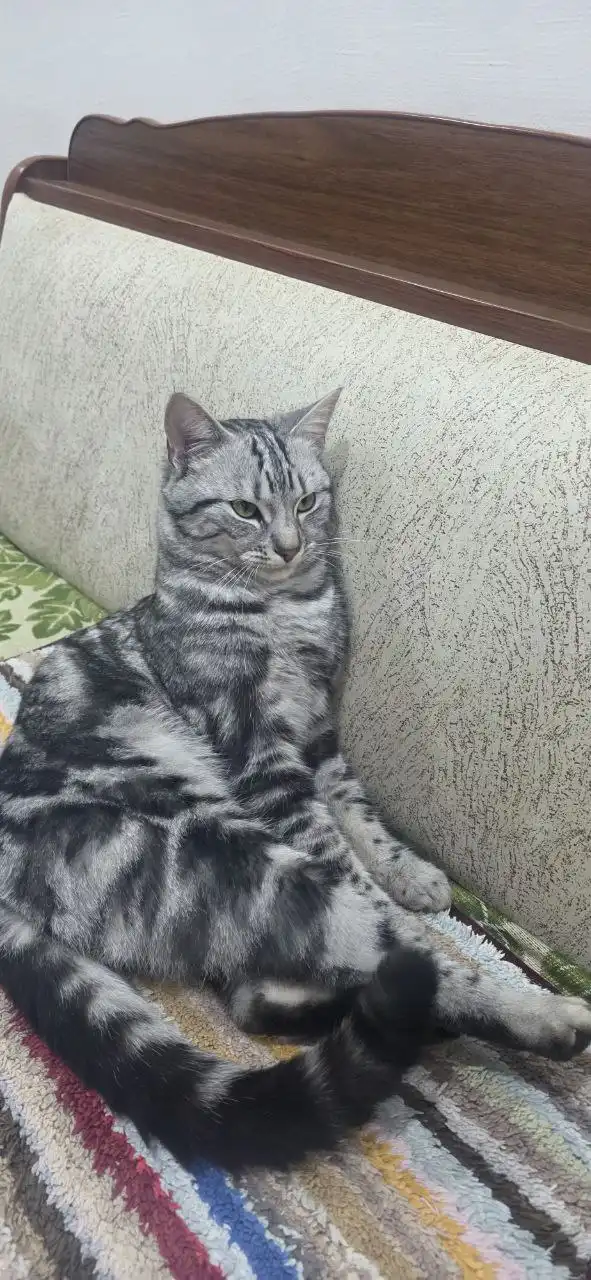 Потерялся кот на улице Вл. Селёдкина - Потерянные животные (Животные) в Ставрополь