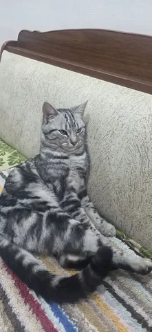 Потерялся кот на улице Вл. Селёдкина - частное объявление в Ставрополь