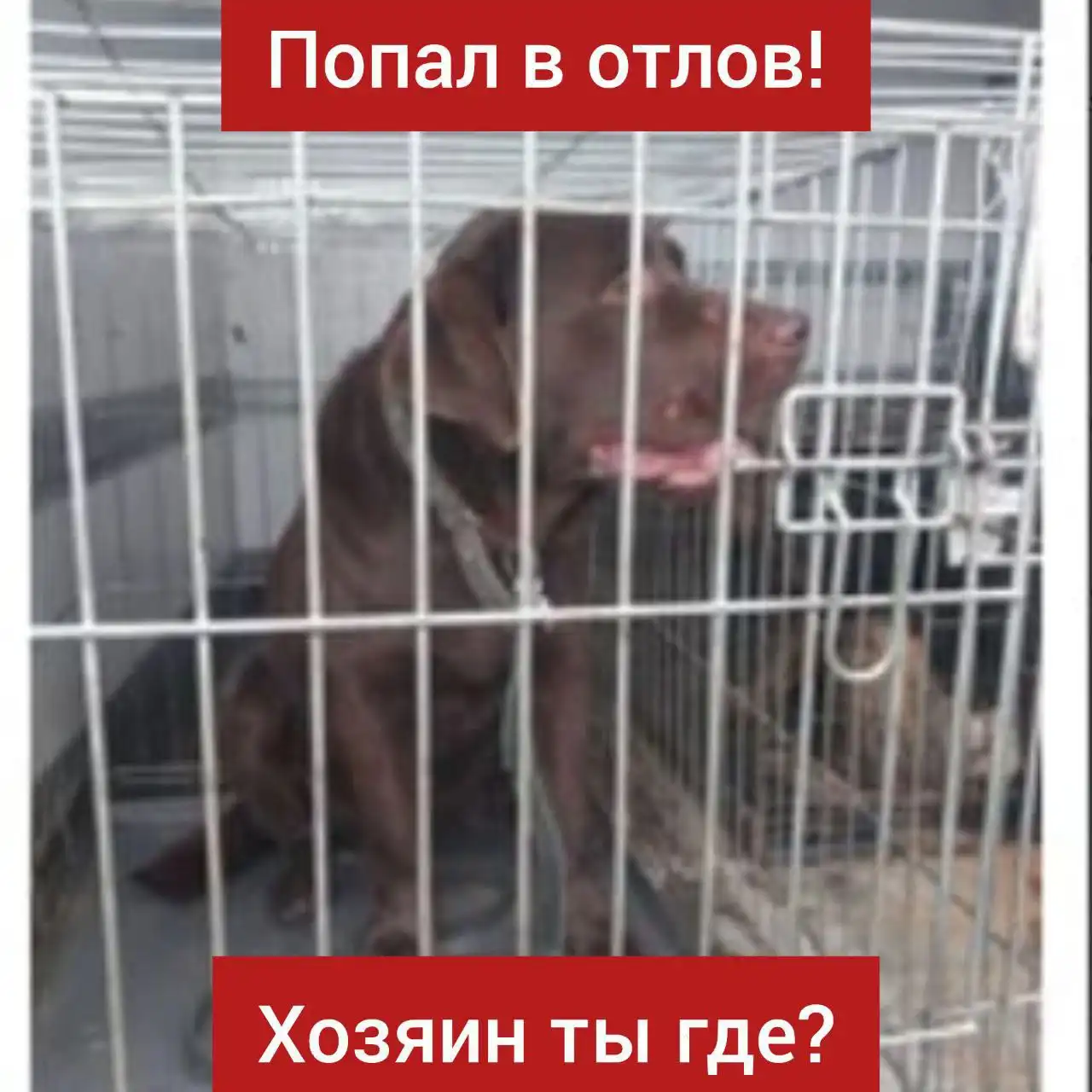 Найден лабрадор в Ставрополе - Собаки (Животные) в Ставрополь