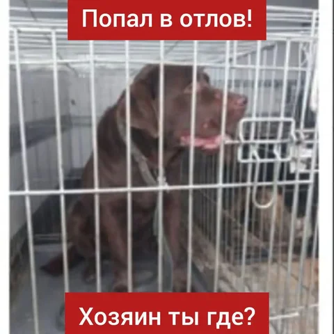Найден лабрадор в Ставрополе - Пропажа животных в Ставрополь