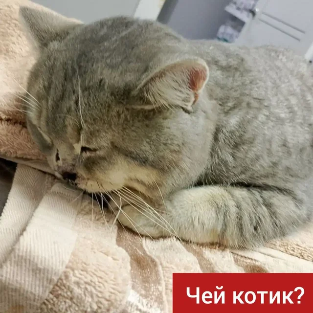 Найден кот британец прямоухий полосатый в Ставрополе - Пропажа животных в Ставрополь