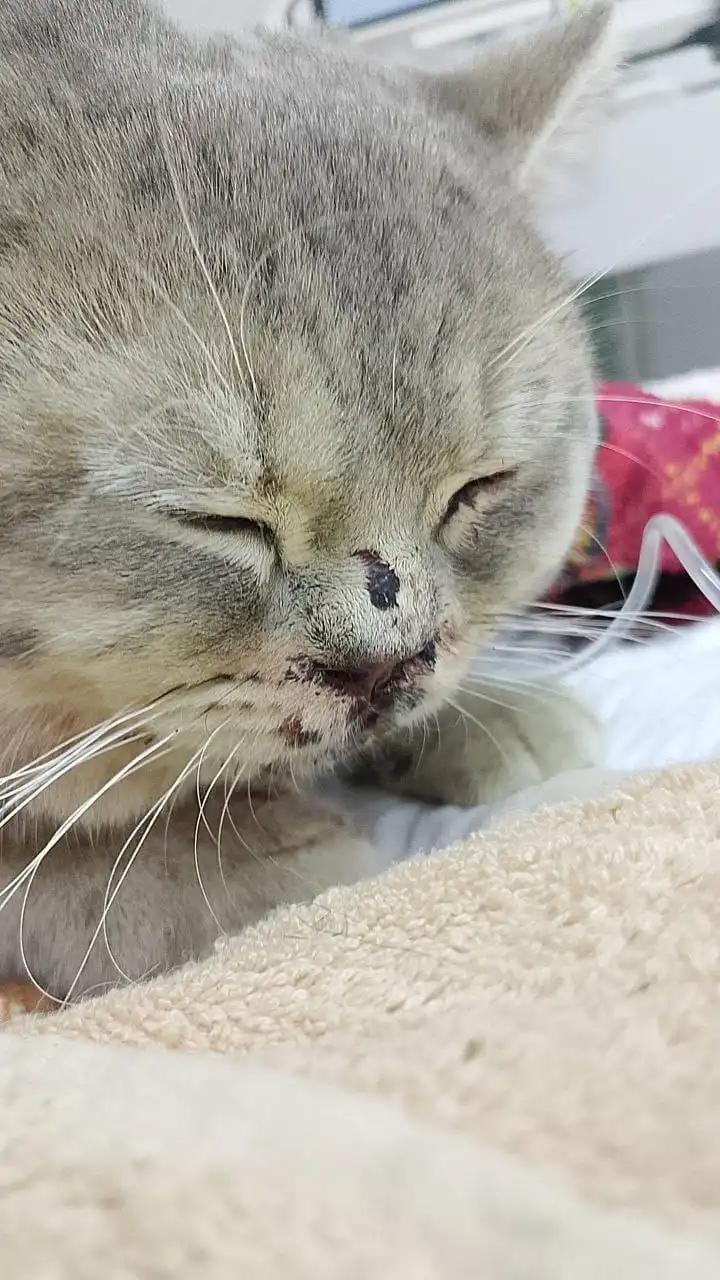 Найден кот британец прямоухий полосатый в Ставрополе - Кошки (Животные) в Ставрополь