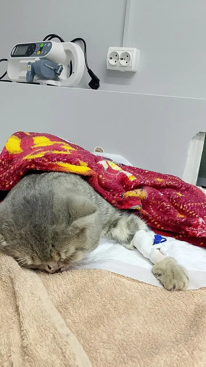 Найден кот британец прямоухий полосатый в Ставрополе - Кошки (Животные) в Ставрополь