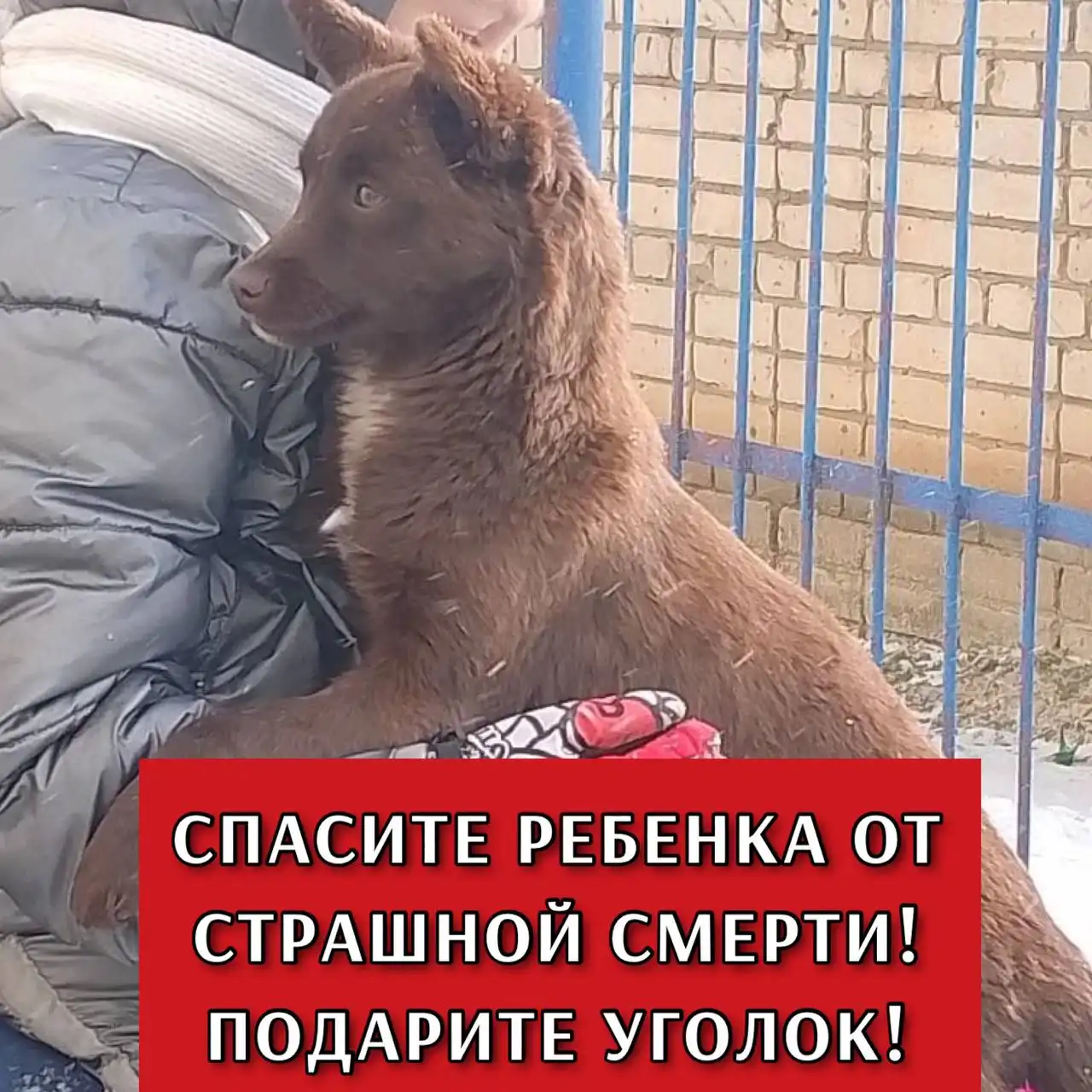 Ищут дом щенку в Ставрополе - Собаки (Животные) в Ставрополь