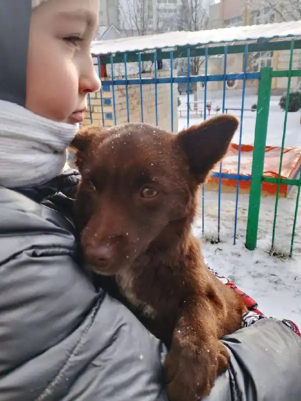 Ищут дом щенку в Ставрополе - Собаки (Животные) в Ставрополь