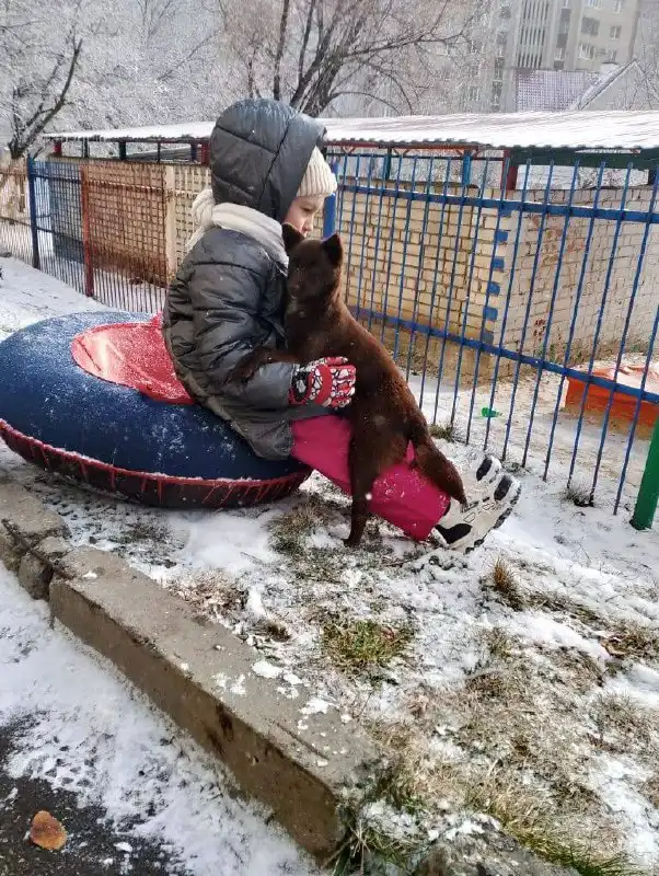 Ищут дом щенку в Ставрополе - Собаки (Животные) в Ставрополь