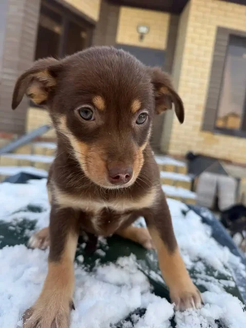 Щеночек в добрые руки - Собаки в Ставрополь