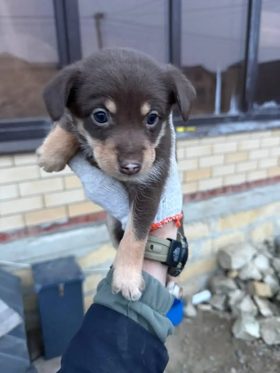 Щеночек в добрые руки - Собаки (Животные) в Ставрополь