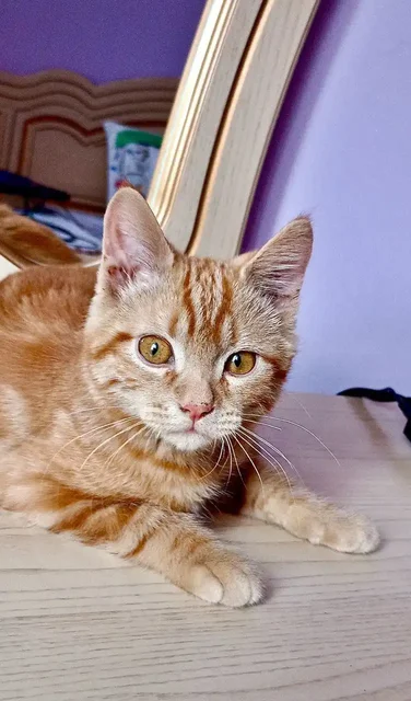 Найден котенок в Михайловске - частное объявление в Михайловск