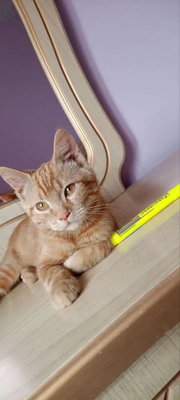 Найден котенок в Михайловске - Кошки (Животные) в Михайловск