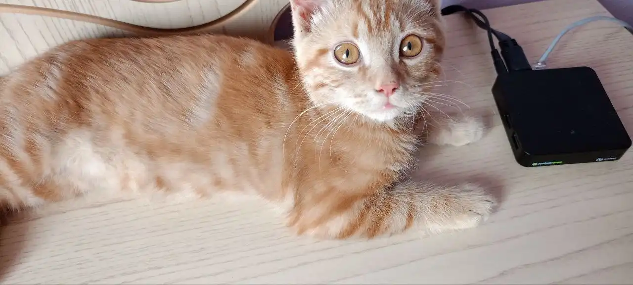 Найден котенок в Михайловске - Кошки (Животные) в Михайловск