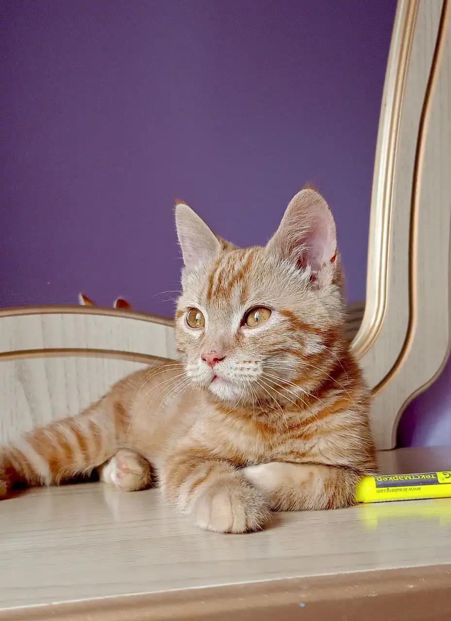 Найден котенок в Михайловске - Кошки (Животные) в Михайловск