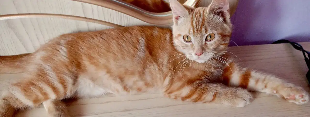 Найден котенок в Михайловске - Кошки (Животные) в Михайловск