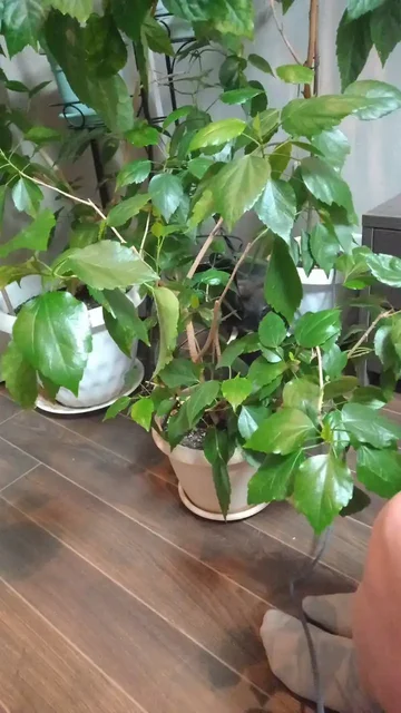 Продажа гибискусов в Ставрополе - частное объявление в Ставрополь