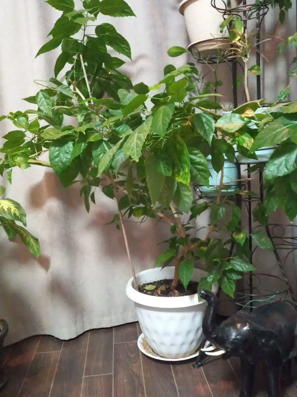 Продажа гибискусов в Ставрополе - Комнатные растения (Растения) в Ставрополь