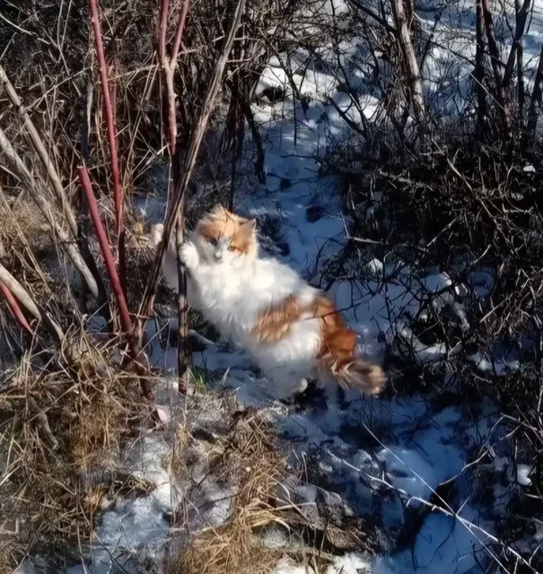 Пристрой бело-рыжих котят в Ставрополе - Животные в Ставрополь