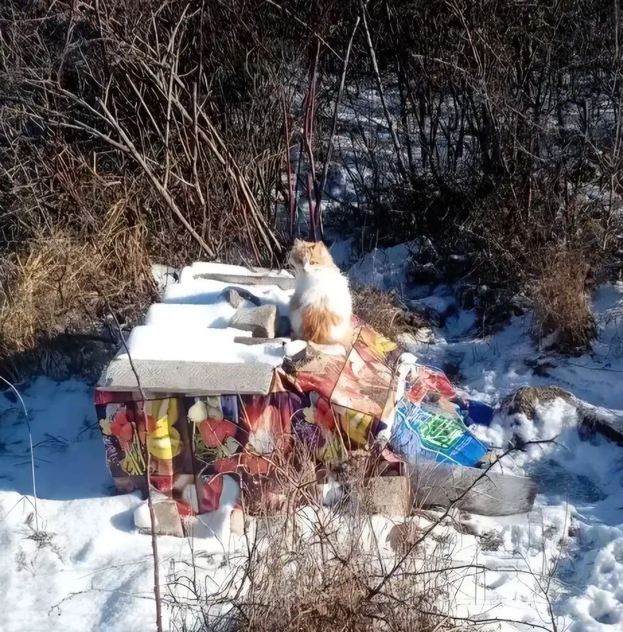 Пристрой бело-рыжих котят в Ставрополе - Кошки (Животные) в Ставрополь