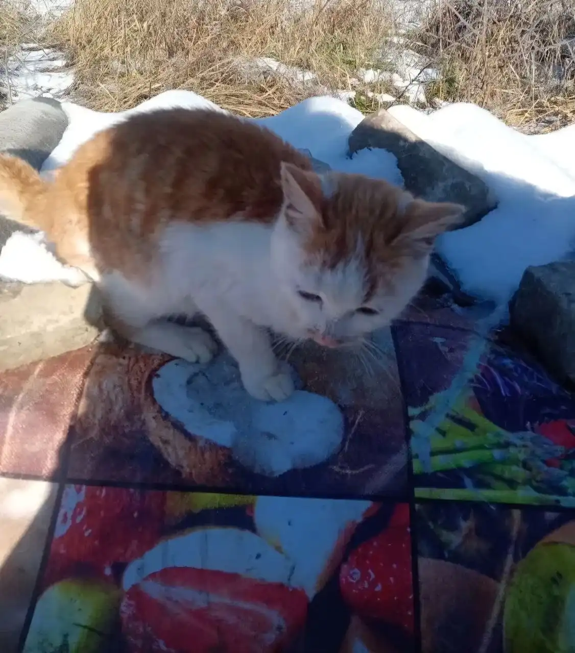 Пристрой бело-рыжих котят в Ставрополе - Кошки (Животные) в Ставрополь