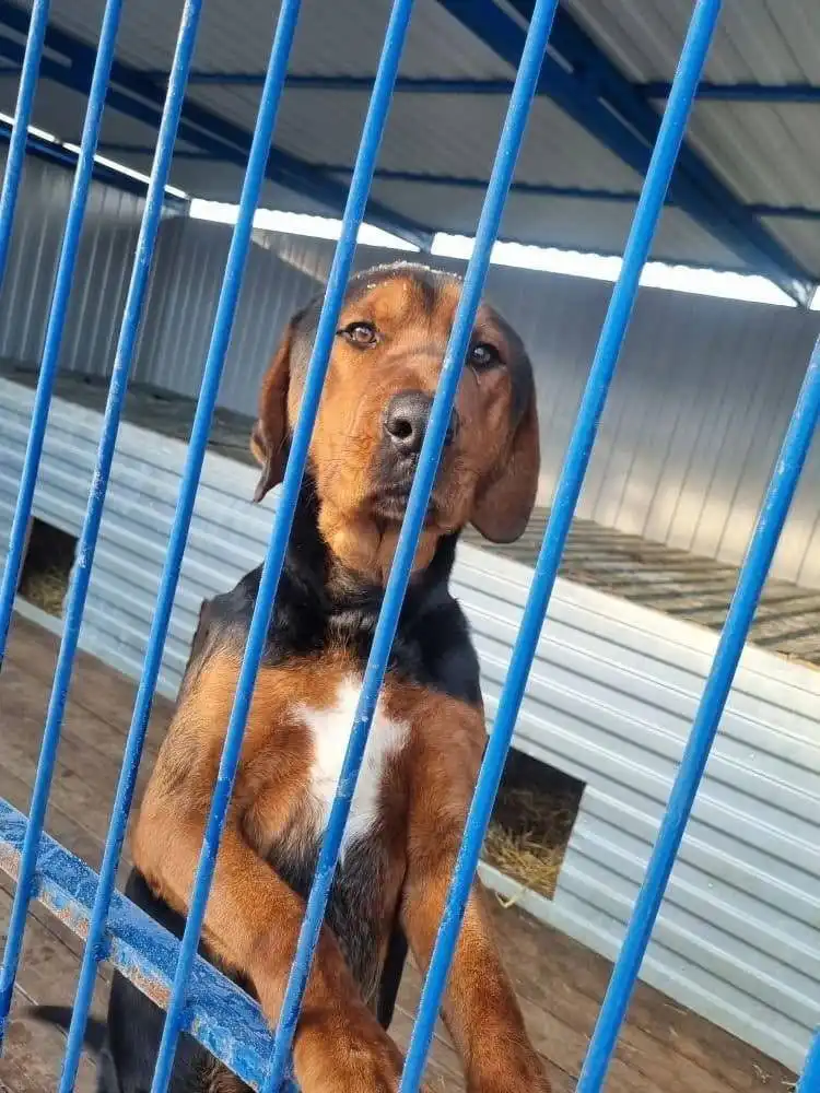 Срочно нужен дом для собаки из Георгиевского отлова - Собаки (Животные) в Георгиевск