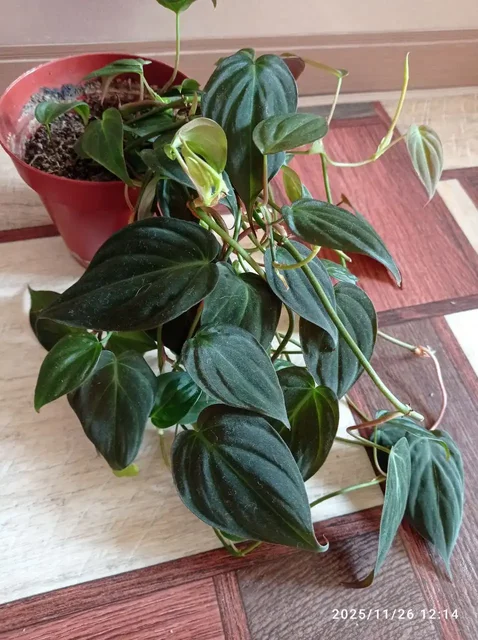 Филодендрон миканс комнатное растение - Рукоделие в Ставрополь