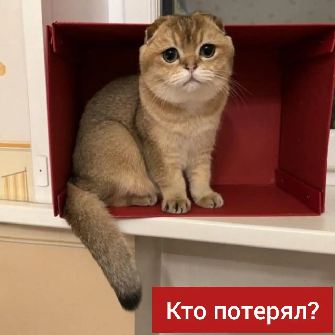 Потерянная вислоухая кошка в Ставрополе - Потерянные животные (Животные) в Ставрополь