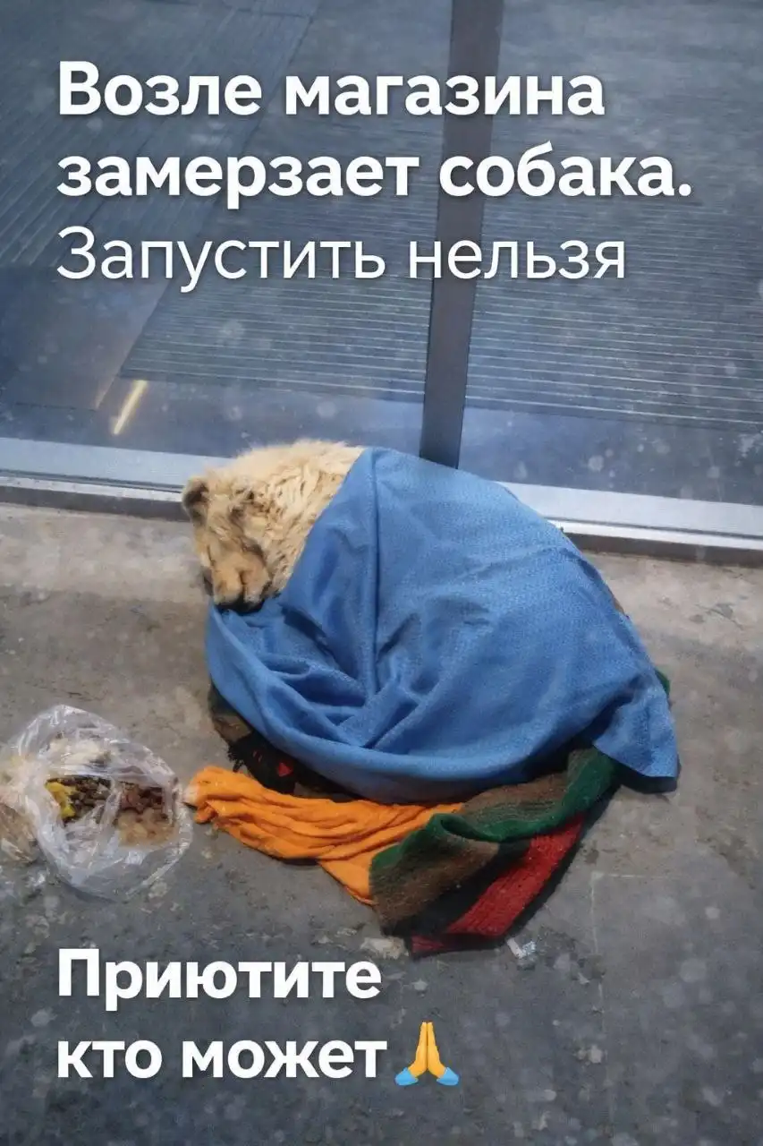 Срочно! Собака замерзает в Ставрополе - Собаки (Животные) в Ставрополь