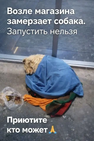 Срочно! Собака замерзает в Ставрополе - Собаки в Ставрополь