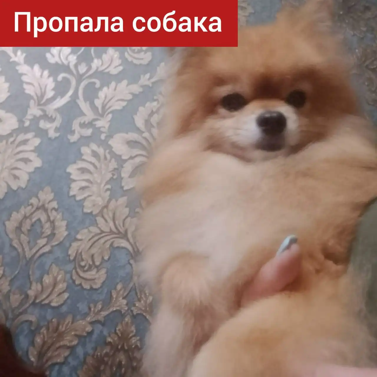 Потерялась собака в районе железнодорожного вокзала Ставрополя - Животные в Ставрополь