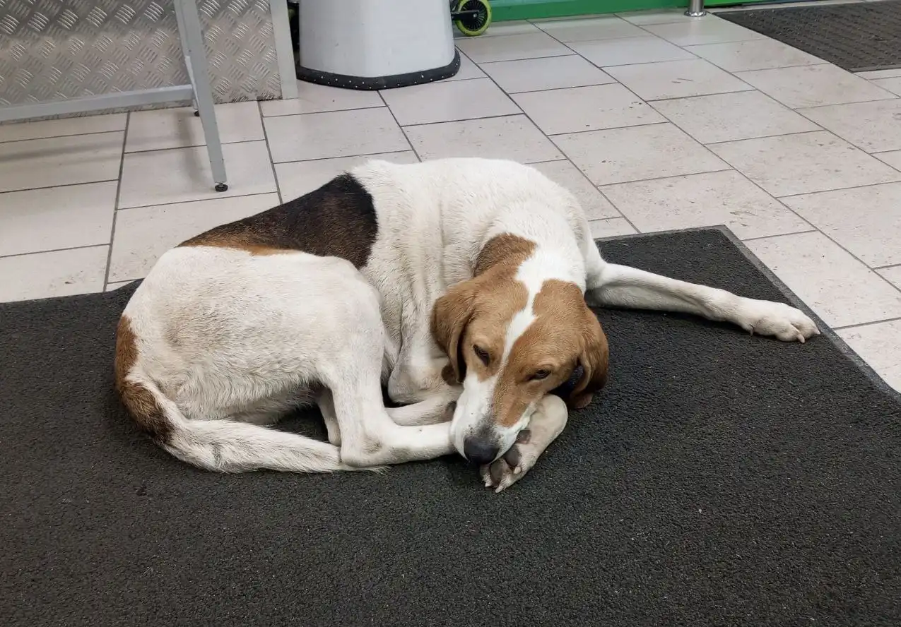 Срочный поиск хозяев для Русской пегой гончей в Невинномысске - Собаки (Животные) в Невинномысск