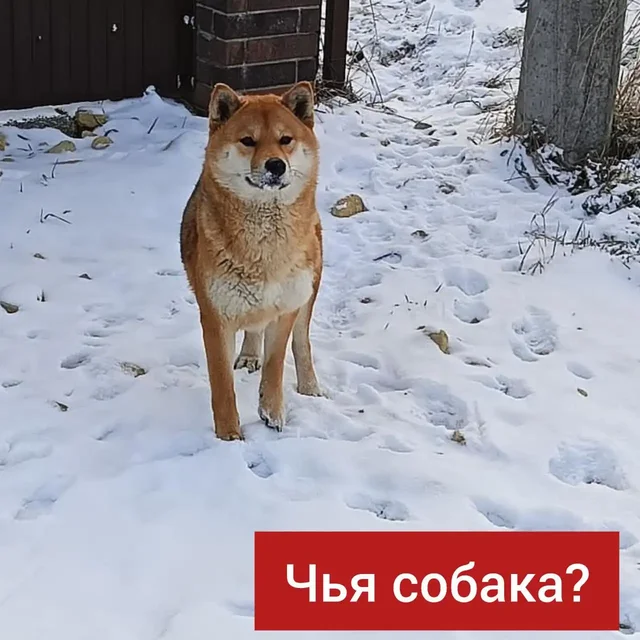 Потерявшаяся собака породы Акита в Ставрополе - Собаки в Ставрополь