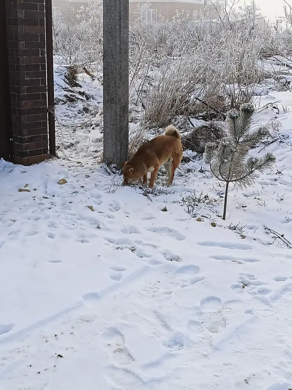 Потерявшаяся собака породы Акита в Ставрополе - Собаки (Животные) в Ставрополь