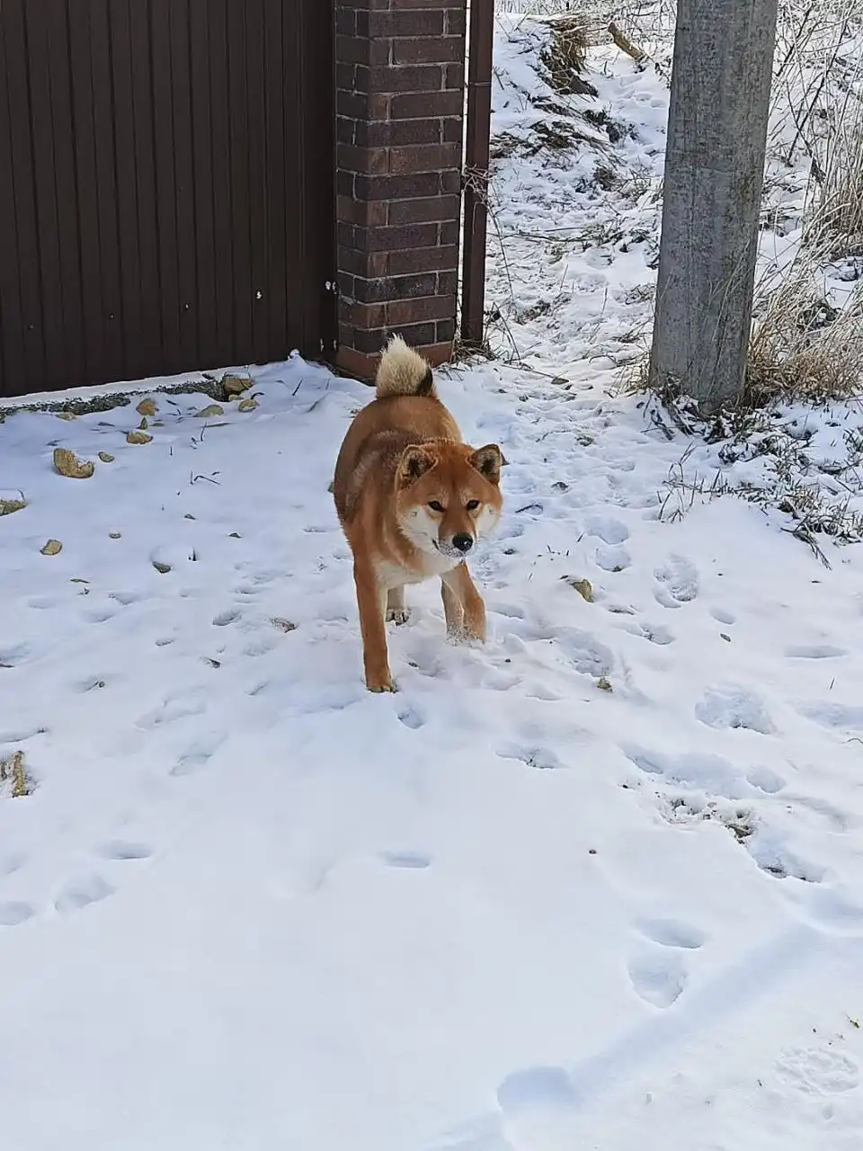 Потерявшаяся собака породы Акита в Ставрополе - Собаки (Животные) в Ставрополь