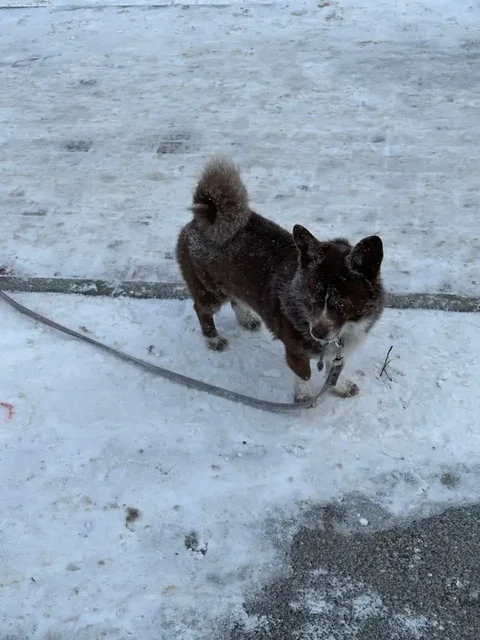 Найдена собака в районе жк Суворов - Собаки в Ставрополь
