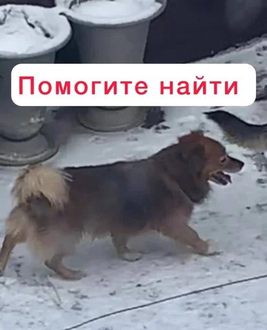 Потерялась собака Тошка в Ставрополе - Животные в Ставрополь