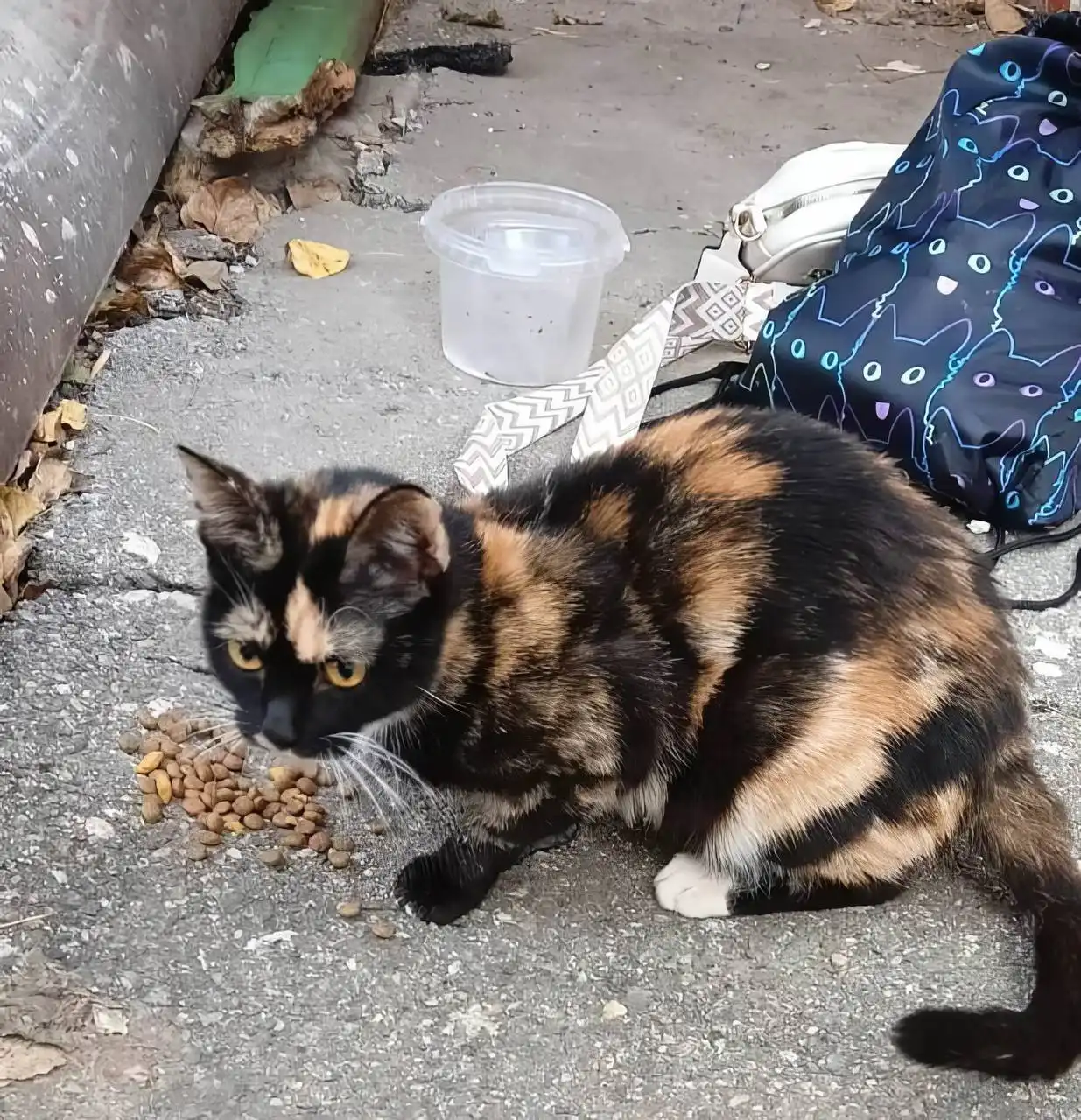 Ищу дом для молодой кошечки - Кошки (Животные) в Невинномысск