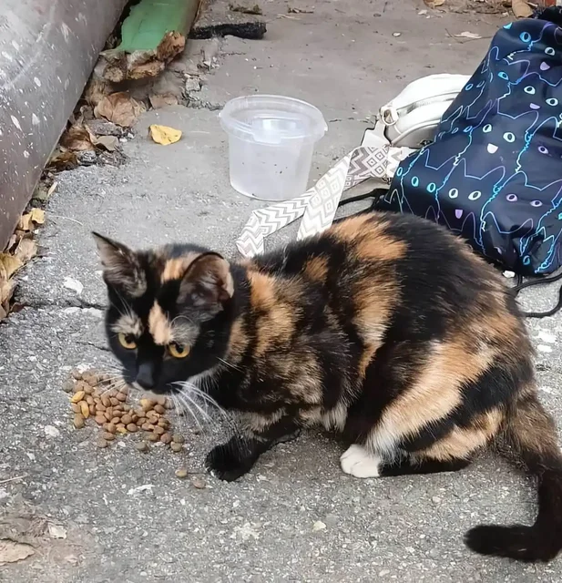 Ищу дом для молодой кошечки - Животные в Невинномысск